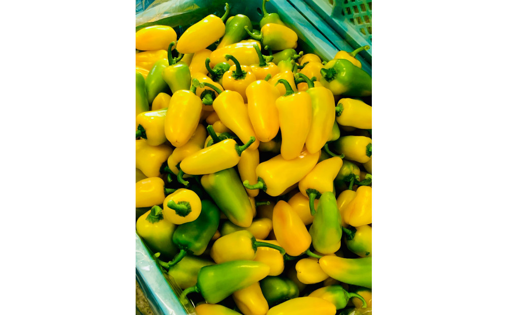 カラフル スナックパプリカ・カラーMIX (1袋約100g)