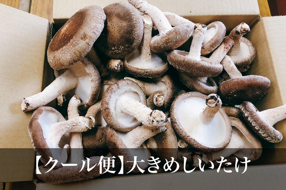 【全国銅賞受賞】湯布院産 生しいたけ  大きめ1.5kg｜栽培期間農薬不使用