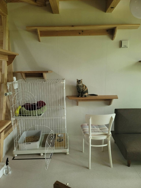 YUFUIN HOGONEKO FOREST縲譽ョ縺ョ荳ュ縺ァ菫晁ュキ迪ォ縺ィ荳邱偵↓螳ソ豕翫〒縺阪k繝√こ繝繝茨シ亥ケエ譛ォ蟷エ蟋倶ク榊庄縲鬟滉コ九↑縺暦シ