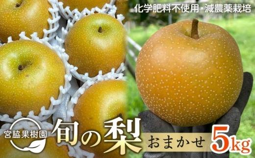 【2026年8月下旬以降より発送】旬の梨おまかせ約5kg・6-14玉（自家製有機肥料・減農薬・化学肥料無使用）