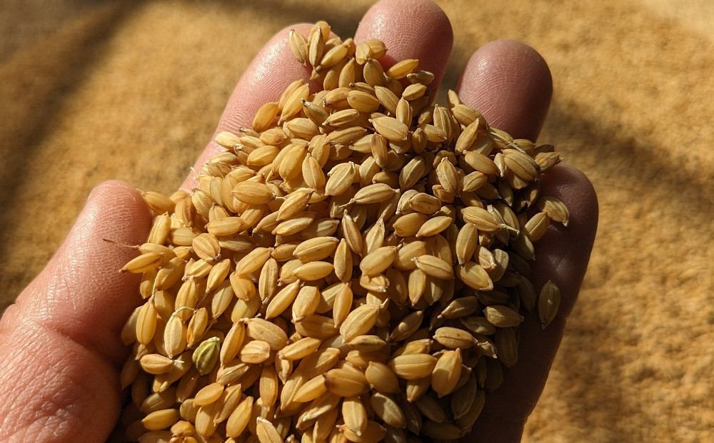 なつほのか（精米） 5kg 【先行予約／数量限定】