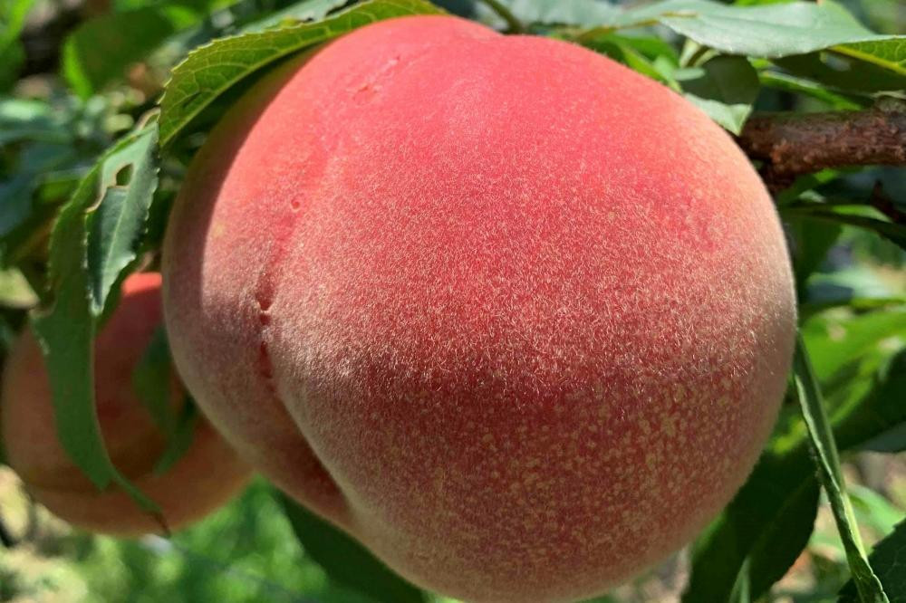 【2026年8月中旬以降より発送】旬の桃おまかせ約3kg・5～8玉（自家製有機肥料・減農薬・化学肥料無使用）