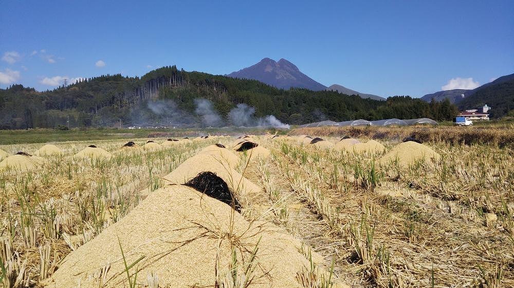【玄米】湯布院の旅館の板場さんからも認められた美味しいお米（雄三の玄米）5kg