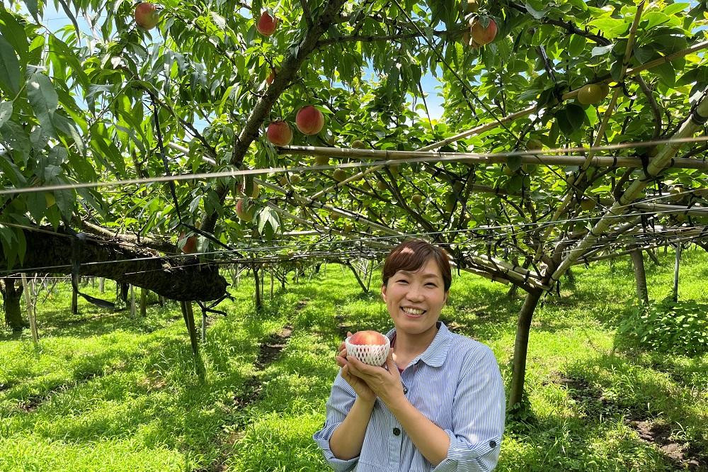 【2026年8月中旬以降より発送】旬の桃おまかせ約3kg・5～8玉（自家製有機肥料・減農薬・化学肥料無使用）