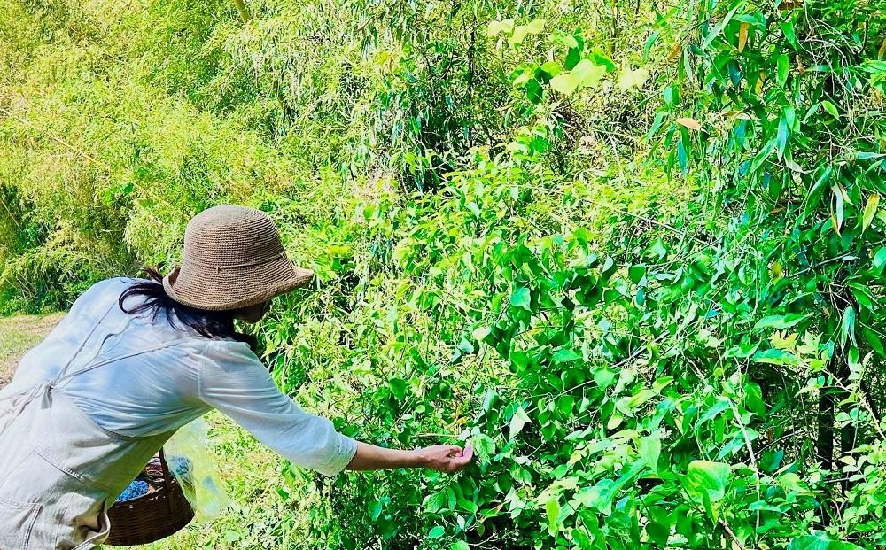 【由布の自然体験セット】野草研究会お散歩コース・カフェチケットセット 1名様分【木草舎ーもくそうやー】