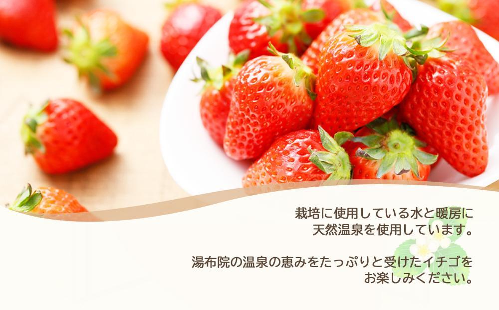 【2025年発送/先行予約】湯布院の温泉で育てたいちご おまかせ約1kg（約250g×4パック）