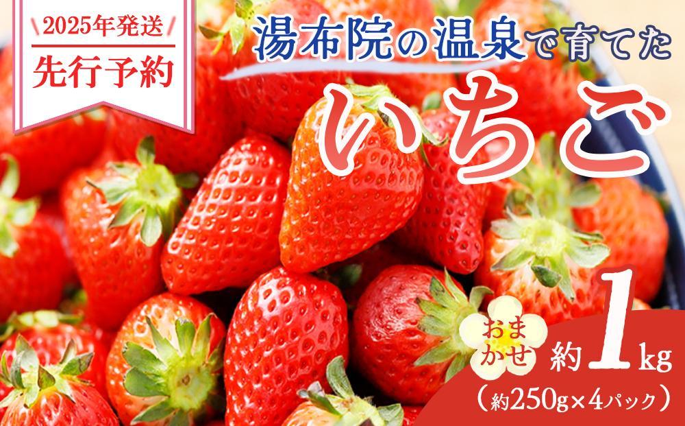 【2025年発送/先行予約】湯布院の温泉で育てたいちご おまかせ約1kg（約250g×4パック）