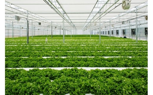 豈取怦縺雁ア翫¢シ√¥縺ォ縺輔″螟ェ髯ス縺ョ繝ャ繧ソ繧ケ螳壽悄萓ソ/險3蝗樒匱騾