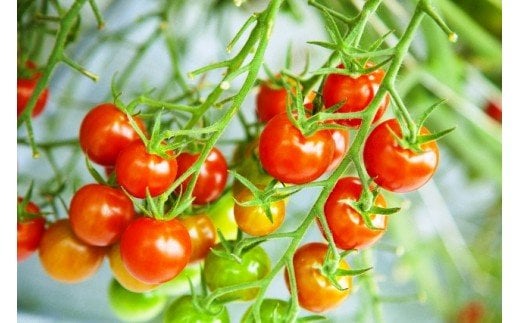 蝗ス譚ア逕」繝溘ル繝医槭ヨ1.2kg窶サ螫峨@縺蟆丞縺代ち繧、繝誉1053R