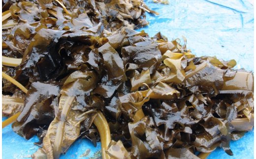 蝗ス譚ア蜊雁ウカ縺ョ螟ゥ辟カ縺雁絢霄ォ繧上°繧シ1kgシ