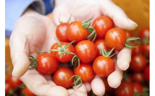 蝗ス譚ア逕」繝溘ル繝医槭ヨ1.2kg窶サ螫峨@縺蟆丞縺代ち繧、繝誉1053R