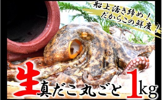 船上活き締め！生たこ丸ごと約1kg（約1〜４杯）