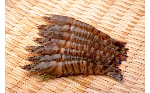 大ぶり車海老のエビフライ10尾セット_1114R