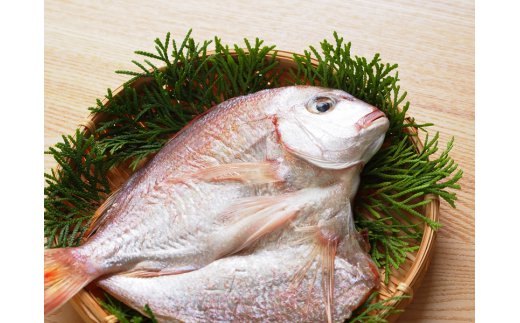 大きな天然鯛の一夜干し/3尾で1.2kg以上