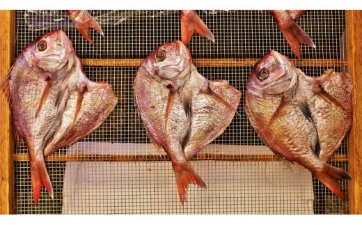 大きな天然鯛の一夜干し/3尾で1.2kg以上