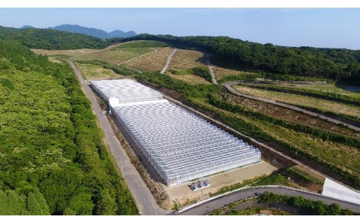 蝗ス譚ア逕」繝溘ル繝医槭ヨ1.2kg窶サ螫峨@縺蟆丞縺代ち繧、繝誉1053R