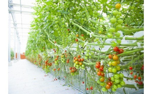 蝗ス譚ア逕」繝溘ル繝医槭ヨ1.2kg窶サ螫峨@縺蟆丞縺代ち繧、繝誉1053R