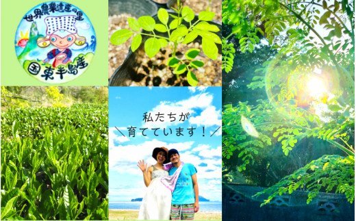 繝「繝ェ繝ウ繧ャ逕倡分闌カ縲1陲具シ10蛹蜈・繧奇シ雲1745R