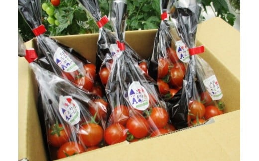 蝗ス譚ア逕」繝溘ル繝医槭ヨ1.2kg窶サ螫峨@縺蟆丞縺代ち繧、繝誉1053R