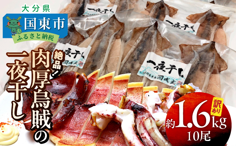 【訳あり】絶品！肉厚するめ烏賊一夜干したっぷり10尾（1.6kg以上） _1836R