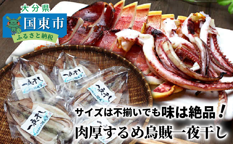 サイズは不揃いでも味は絶品!肉厚するめ烏賊一夜干し2.4kg_1904R