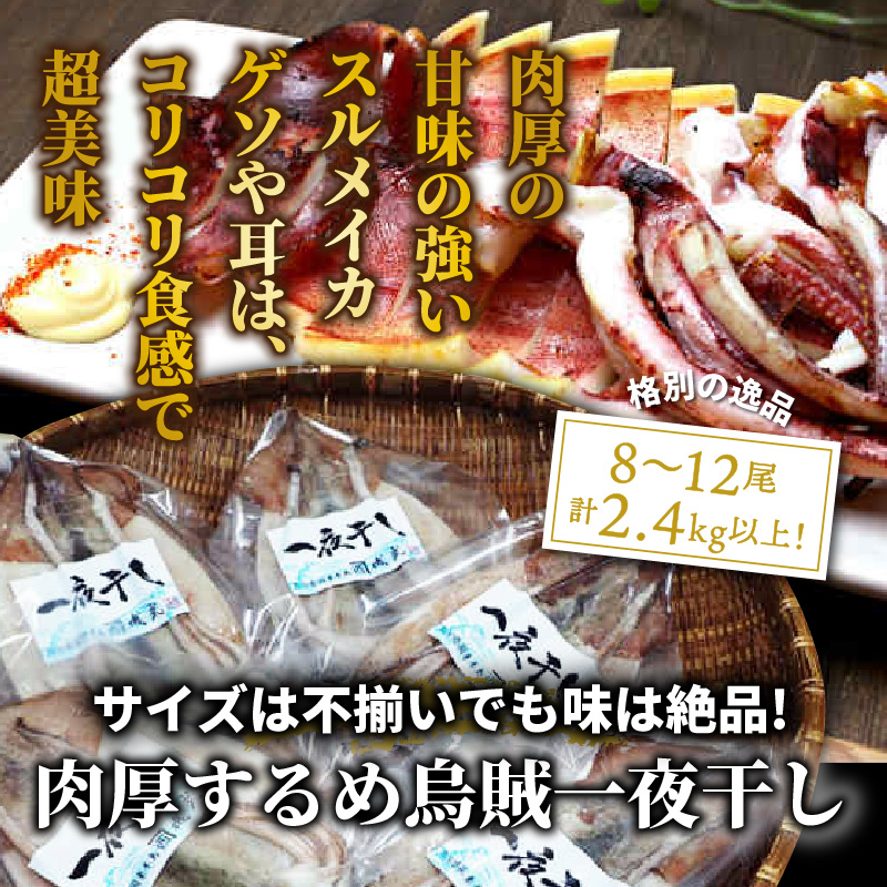 サイズは不揃いでも味は絶品!肉厚するめ烏賊一夜干し2.4kg_1904R
