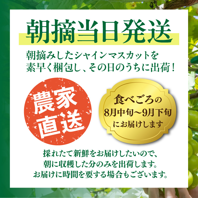 テレビで紹介されました！【先行予約】【令和8年発送】農家直送！ 新鮮！ 朝づみ シャインマスカット 1kg (2～3房) フルーツ 果物 贈答 大分県産 採れたて_2537R-1