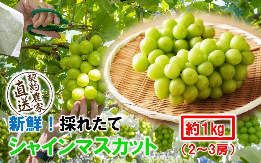 テレビで紹介されました！【先行予約】【令和8年発送】農家直送！ 新鮮！ 朝づみ シャインマスカット 1kg (2～3房) フルーツ 果物 贈答 大分県産 採れたて_2537R-1