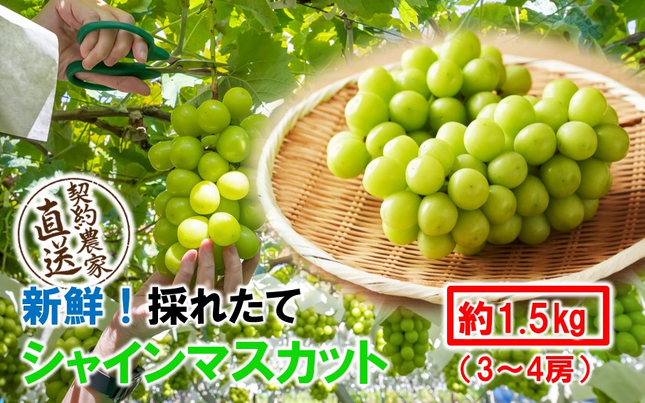 テレビで紹介されました！【先行予約】【令和8年発送】農家直送！ 新鮮！ 朝づみ シャインマスカット 1.5kg (3～4房) フルーツ 果物 贈答 大分県産 採れたて_2537R-2