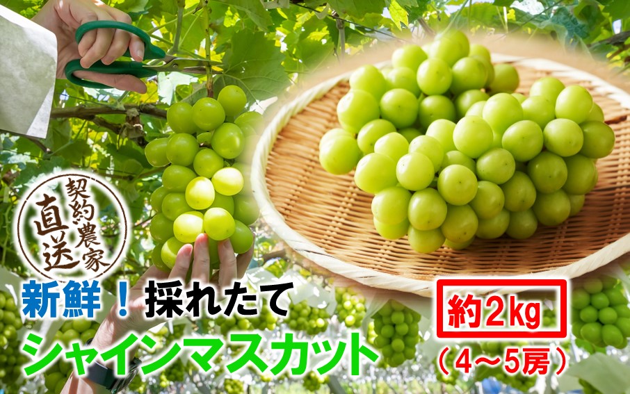 テレビで紹介されました！【先行予約】【令和8年発送】農家直送！ 新鮮！ 朝づみ シャインマスカット 2kg (4～5房) フルーツ 果物 贈答 大分県産 採れたて_2537R-3
