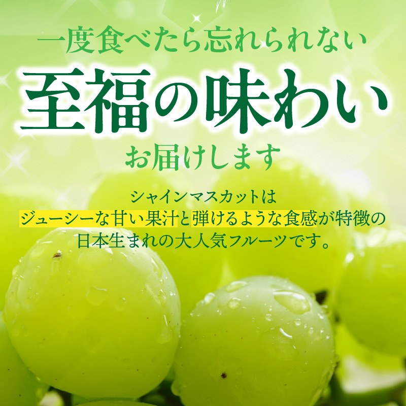 テレビで紹介されました！【先行予約】【令和8年発送】農家直送！ 新鮮！ 朝づみ シャインマスカット 1kg (2～3房) フルーツ 果物 贈答 大分県産 採れたて_2537R-1
