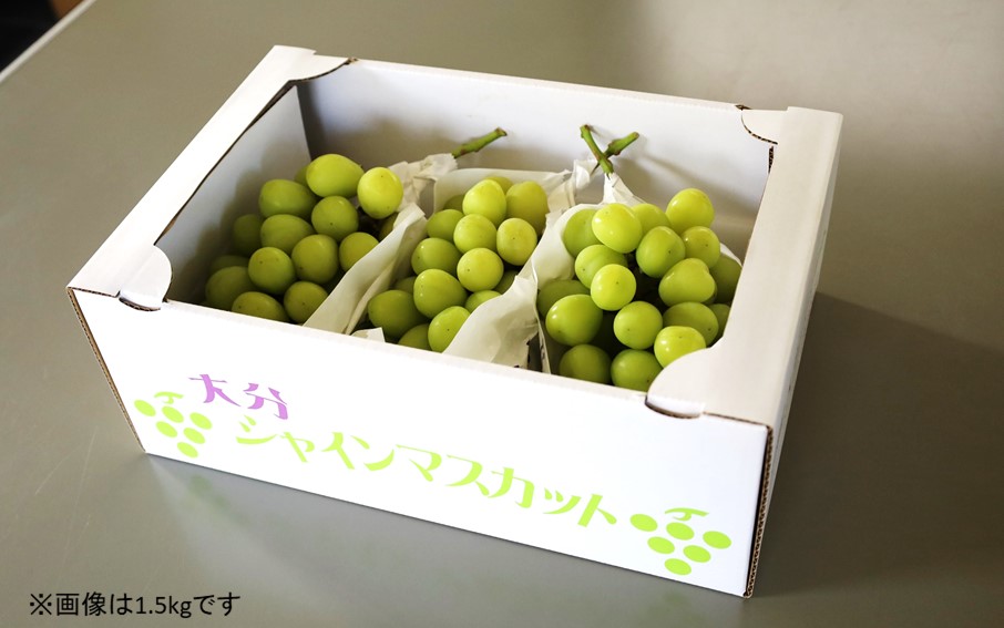 テレビで紹介されました！【先行予約】【令和8年発送】農家直送！ 新鮮！ 朝づみ シャインマスカット 1kg (2～3房) フルーツ 果物 贈答 大分県産 採れたて_2537R-1