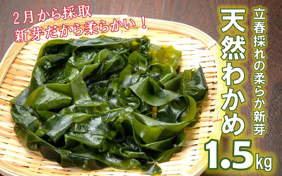 【令和8年発送/予約受付開始】立春採れの柔らか新芽!くにさき天然わかめ1.5kg_1443R