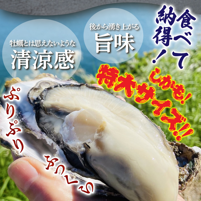 牡蠣 生食用 殻付き くにさきオイスター 特大サイズ12個（殻付き重量150g～/個）　【オイスターナイフ付き】 カキ oyster 生牡蠣_2361R-2