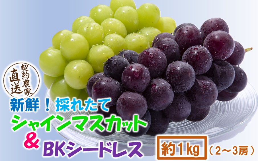 テレビで紹介されました！【先行予約】【令和8年発送】農家直送！ 新鮮！ 朝づみぶどう シャインマスカット & BKシードレス 種なし 約1kg フルーツ 果物 贈答 大分県産 採れたて_2658R-1