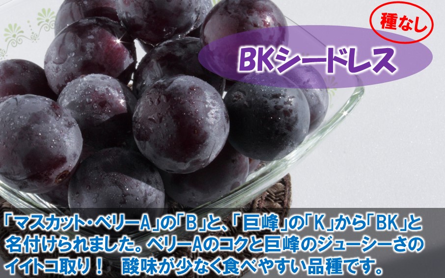 テレビで紹介されました！【先行予約】【令和8年発送】農家直送！ 新鮮！ 朝づみぶどう シャインマスカット & BKシードレス 種なし 約1kg フルーツ 果物 贈答 大分県産 採れたて_2658R-1