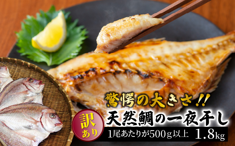 驚愕の大きさ！訳あり天然鯛の一夜干し1.8kg_1554R