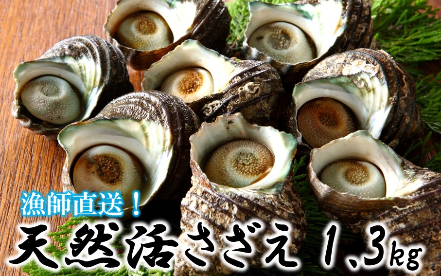 【冷蔵発送】漁師直送!天然活さざえ1.3kg_1067R