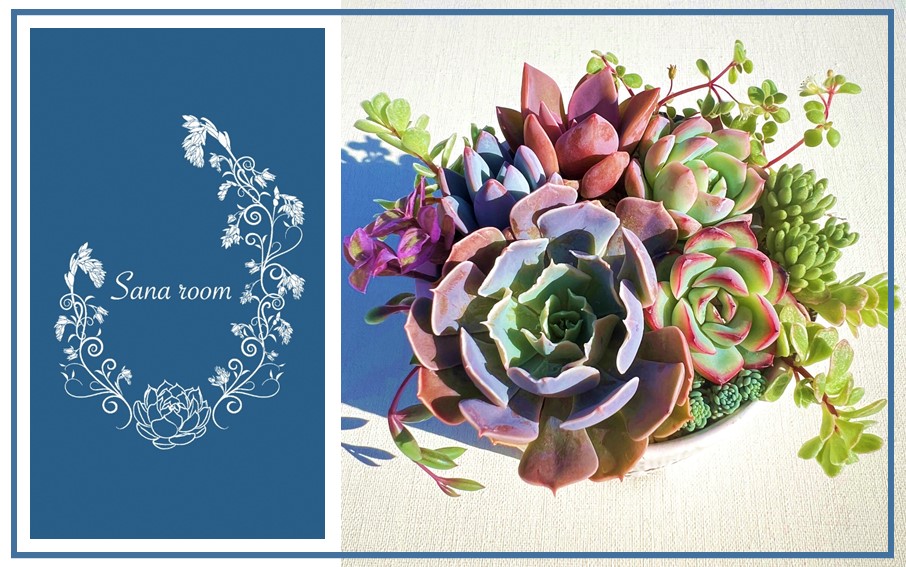 自分で植える多肉植物/エケベリア系苗※ピンセット付きBセット