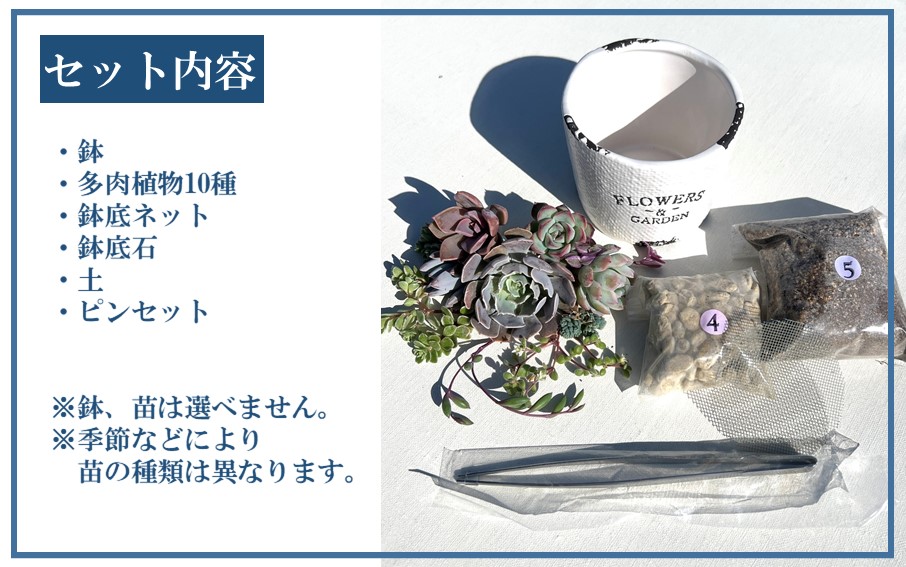 自分で植える多肉植物/エケベリア系苗※ピンセット付きBセット