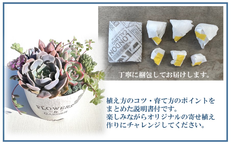 自分で植える多肉植物/エケベリア系苗※ピンセット付きBセット