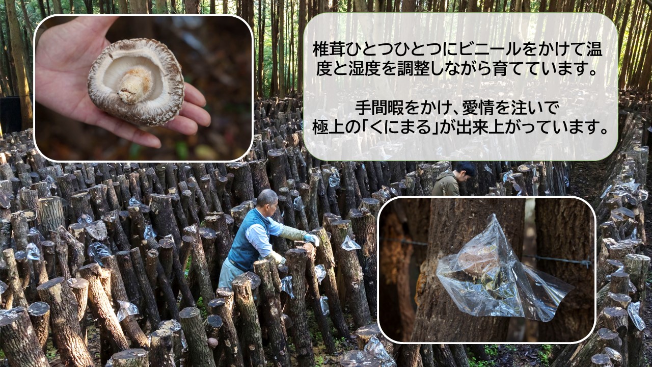 国東の厳選肉厚カップ乾し椎茸 くにまる 特大1・小2_2547R