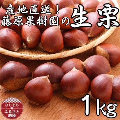 産地直送!藤原果樹園の生栗厳選1キロ【1731669】
