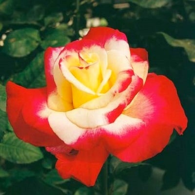 『おおがファーム』店長おすすめ　世界殿堂入りのバラ苗3品種(7号鉢)(未開花)【1085907】