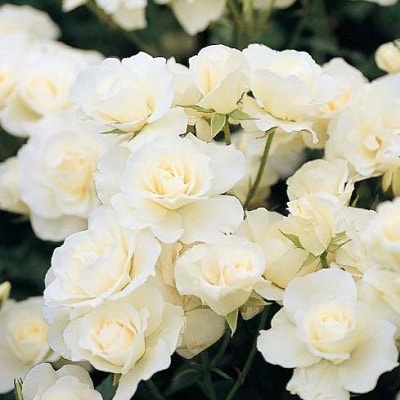 『おおがファーム』店長おすすめ　世界殿堂入りのバラ苗4品種(7号鉢)(未開花)【1085908】