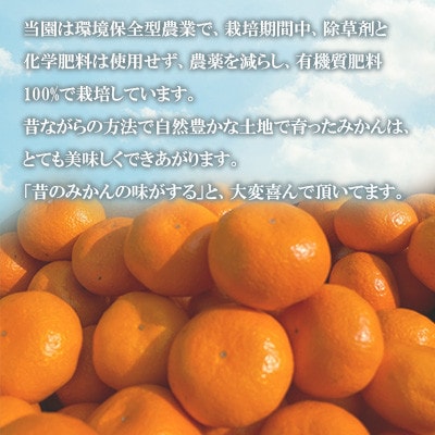 温州みかん約10キロ【1727487】
