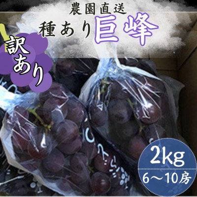 【訳あり】巨峰(種あり) 約2kg(6〜10房)【配送不可地域：離島】【1650294】