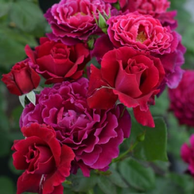 バラ苗(7号鉢植え)　憧れのブランドローズ4鉢　スターターセット(天然肥料と殺虫殺菌剤付き)【1365555】