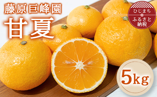 大分県日出町産　甘夏5kg【1727714】