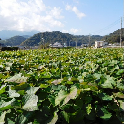 大分県日出町産【甘〜いしっとりタイプのスイーツ系ほしいも】100g×6袋(紅はるか使用)【1384673】